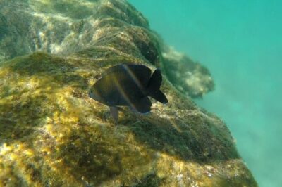 Snorkel Adventure at Cozumel! Transportation from Cancun & Playa Del Carmen - Ferry first, then a regular motor boat: what that means for comfort and time