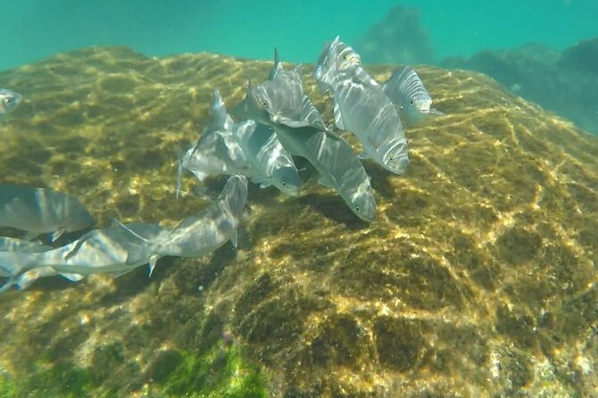 Snorkel Adventure at Cozumel! Transportation from Cancun & Playa Del Carmen - Cielito Beach and the Cozumel downtown window