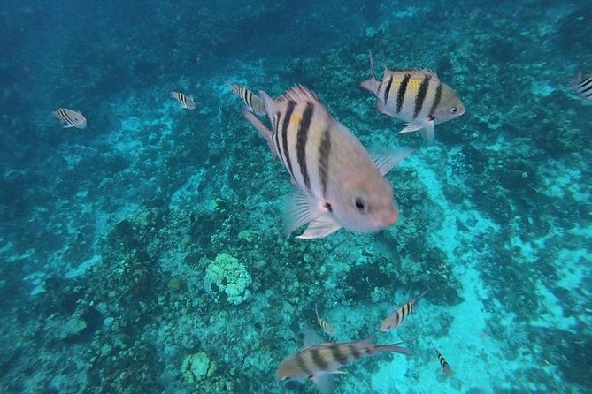 Snorkel Adventure at Cozumel! Transportation from Cancun & Playa Del Carmen - Food and drinks: the built-in plan (and what costs extra)