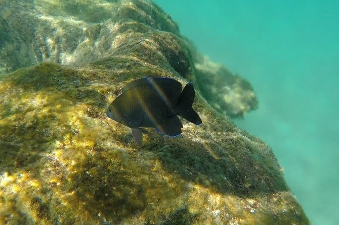 Snorkel Adventure at Cozumel! Transportation from Cancun & Playa Del Carmen - Ferry first, then a regular motor boat: what that means for comfort and time