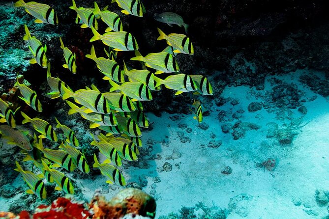 Snorkel and swim in Cozumel el Cielo Reef, Palancar and Colombia - Key Things to Know Before You Go