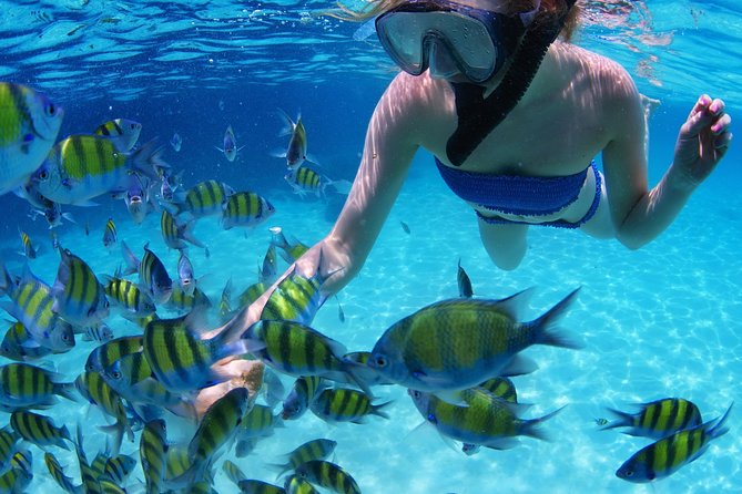 Snorkel in the turquoise Caribbean Sea in Puerto Morelos. Transport included - Meeting up in Cancun: pickup windows and how timing works