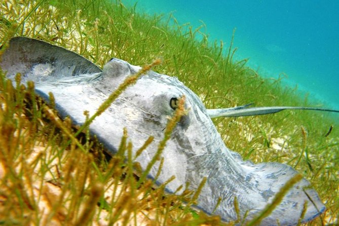 Turtles and Cenote from Riviera Maya - Why this cenote + Akumal combo is so good for families