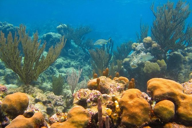 Turtles and Cenote from Riviera Maya - Price and value: what the $110 actually covers