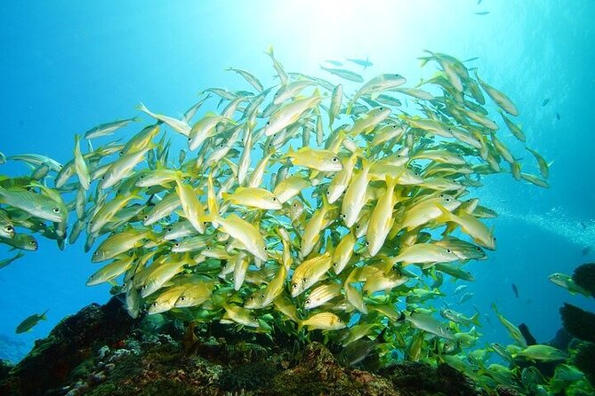 Two Dives and Class for Begginers Divers in Cancun - Why this Cancún setup works so well for beginners